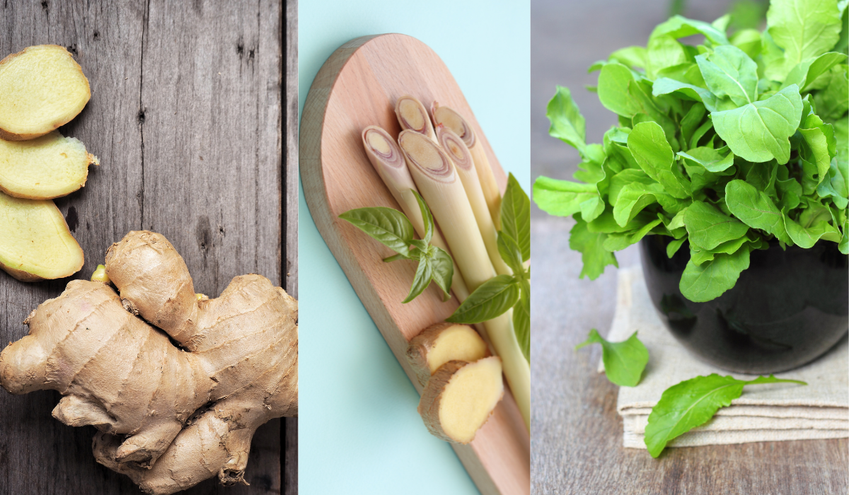 Read more about the article 5 Nagyszerű Ehető Növény, Amit Akár Konyhában is Lehet Termeszteni! Így Csináld