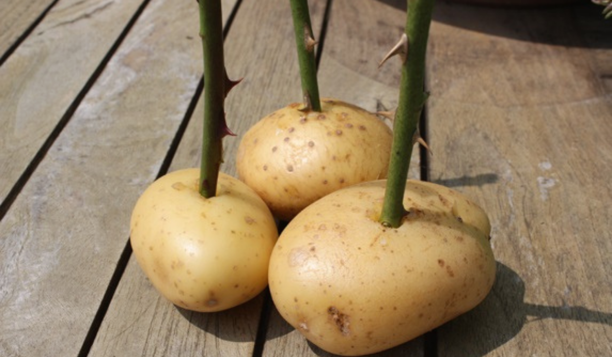 Read more about the article Rózsát Szúrt a Krumpliba: Ha Szereted a Rózsát, ezt Mindenképp Meg Kell Próbálnod